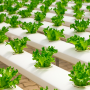 Gaia Growth: Cloud software to control and monitor agricultural environments.