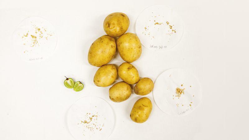 Hybrid potato breeding through True Potato Seeds (TPS)