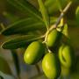 Functional effects from olive extract