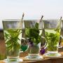 Fresh herbal tea infusions