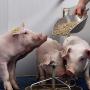 Milkiwean® feed products for total piglet performance