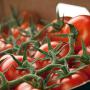 Cost-effective routine measurement of tomato flavor