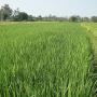 New, safe, low cost bio-active mineral for crop protection
