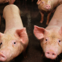 Nador: the innovative breeding program that reduces boar taint