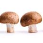 Whole food, novel approved, vegan vitamin D from mushrooms